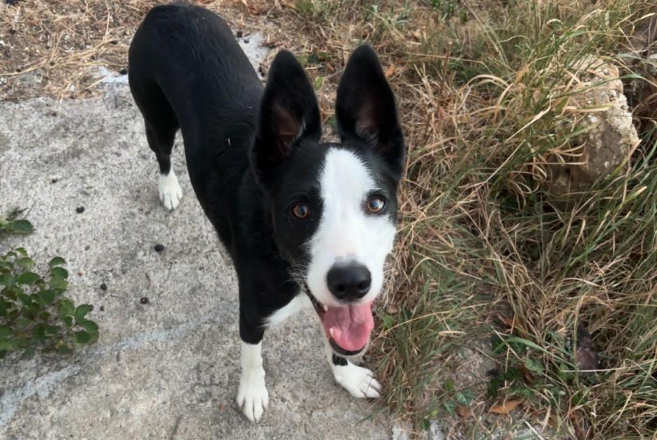 Discovery alert Dog  Unknown Boulazac Isle Manoire France