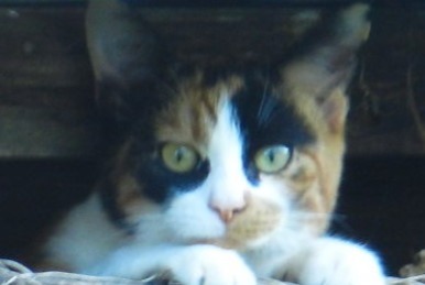 Alerta de Desaparición Gato Hembra , 40 años Condat-sur-Trincou Francia