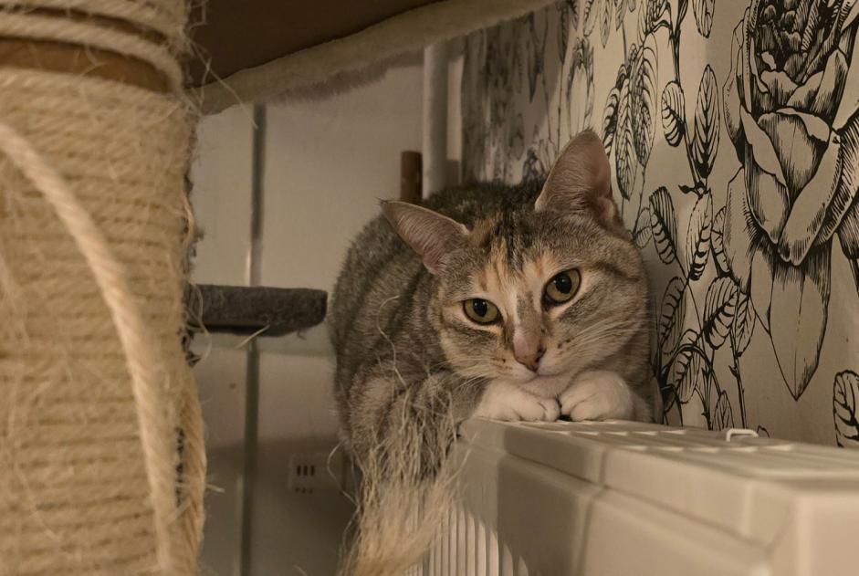 Alerte Disparition Chat Femelle , 7 ans Rennes France Alerte Disparition Chat Femelle , 7 ans Rennes France
