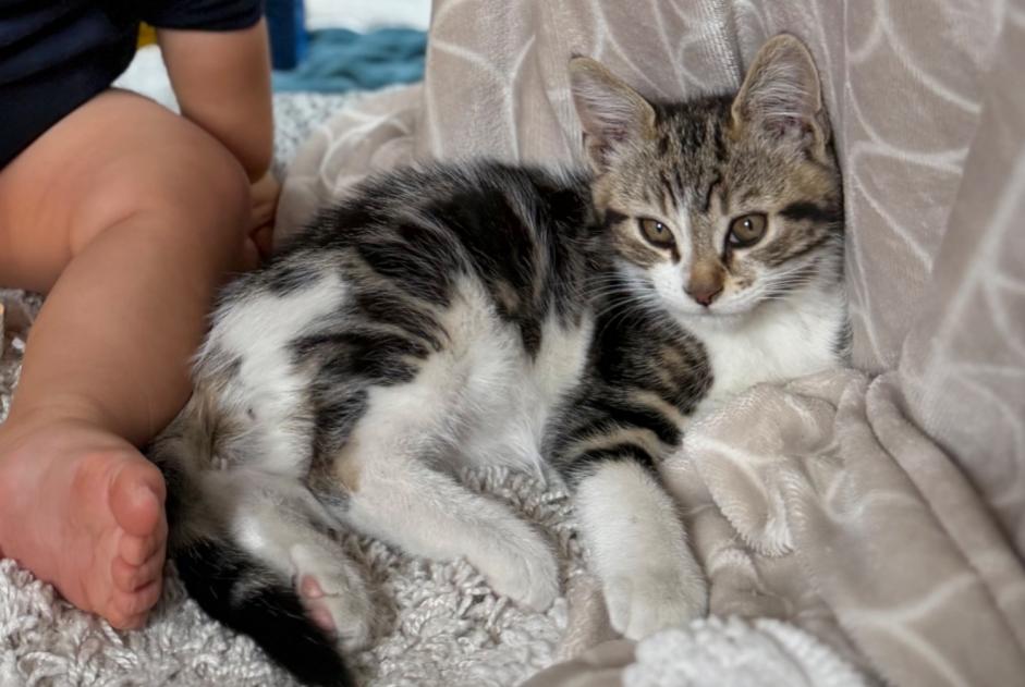 Alerte Disparition Chat croisement Mâle , 0 ans Le Petit-Quevilly France