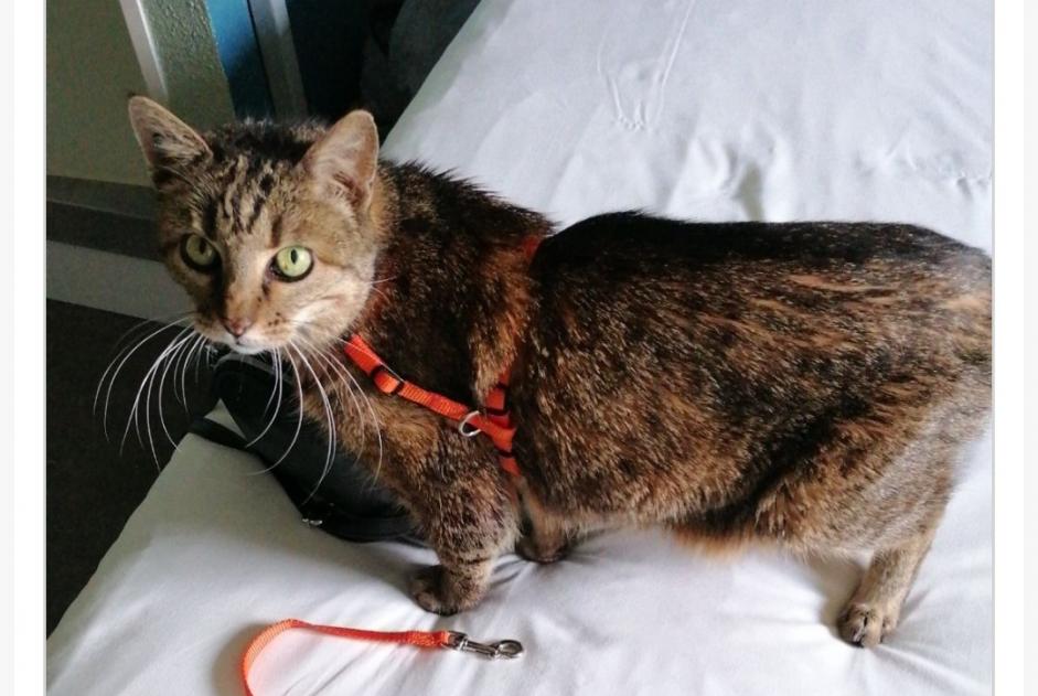 Alerte Disparition Chat Femelle , 16 ans Sanary-sur-Mer France