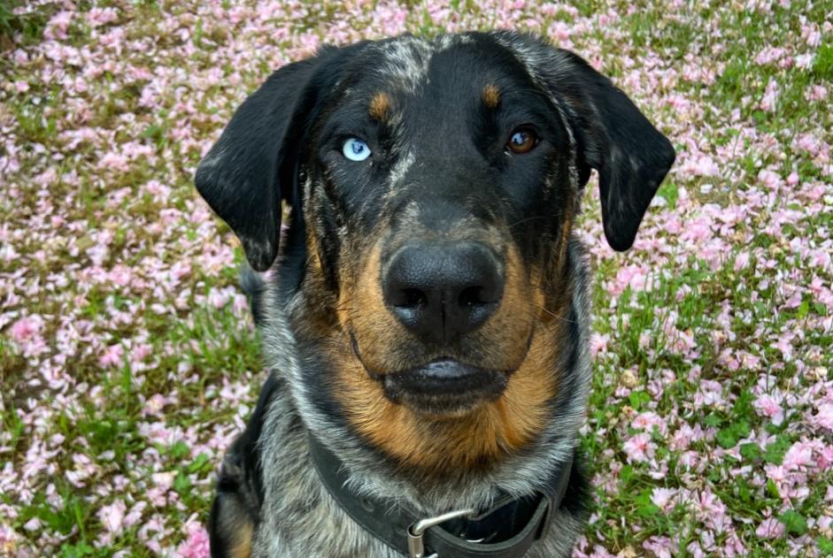 Alerte Disparition Chien  Mâle , 1 ans Tamniès France