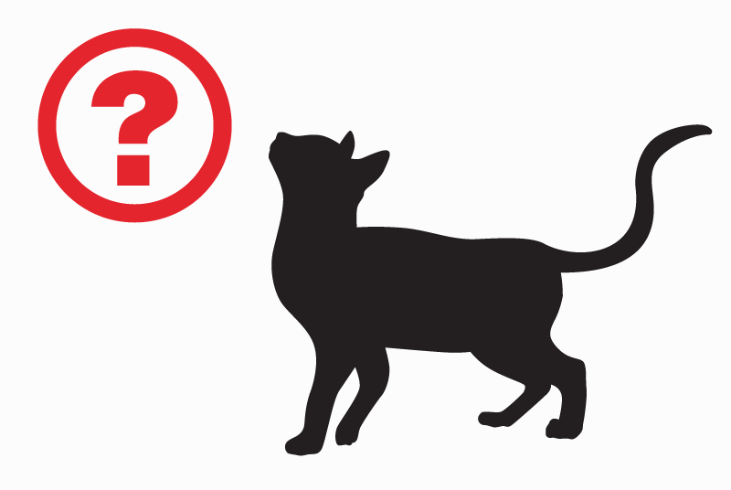 Alerta de Hallazgo Gato Desconocido Paris Francia