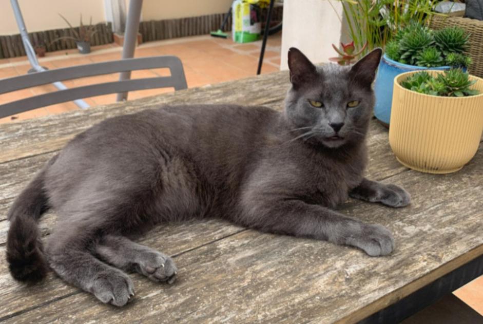 Alerta desaparecimento Gato Macho , 6 anos Rocbaron France